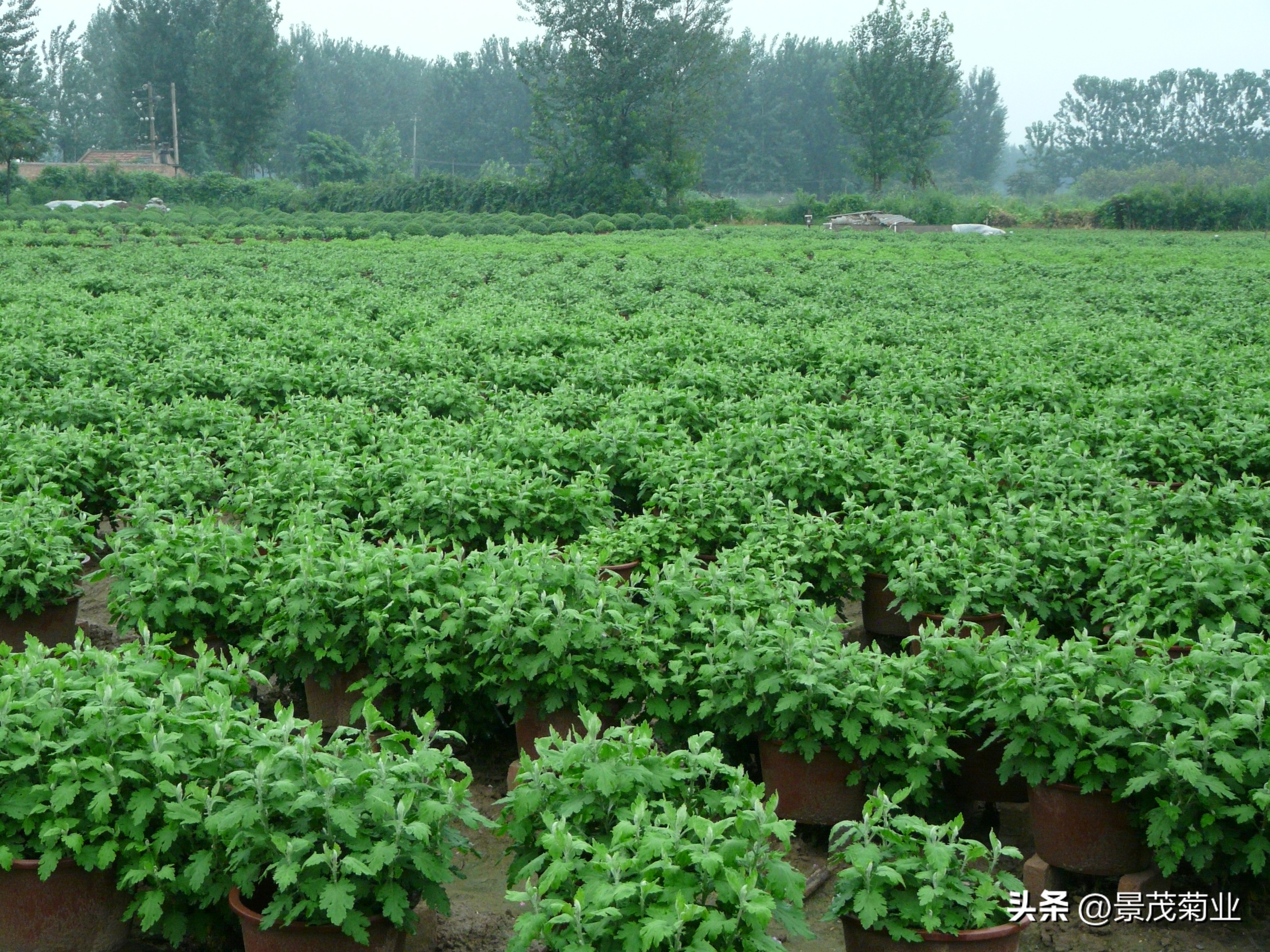 菊花叶子在变黄用什么治,菊花得了锈病叶子还能恢复吗
