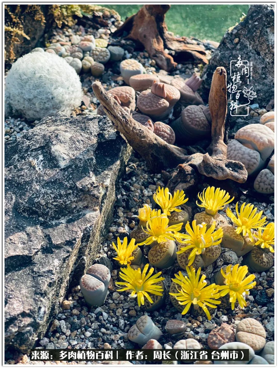 云南树脂粘土多肉组合拼盘创意,多肉拼盘的五个要点是什么