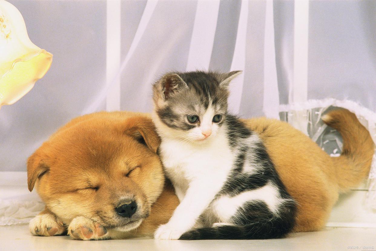 猫咪在床上拉屎怎么办,猫咪几天没拉大便是什么原因