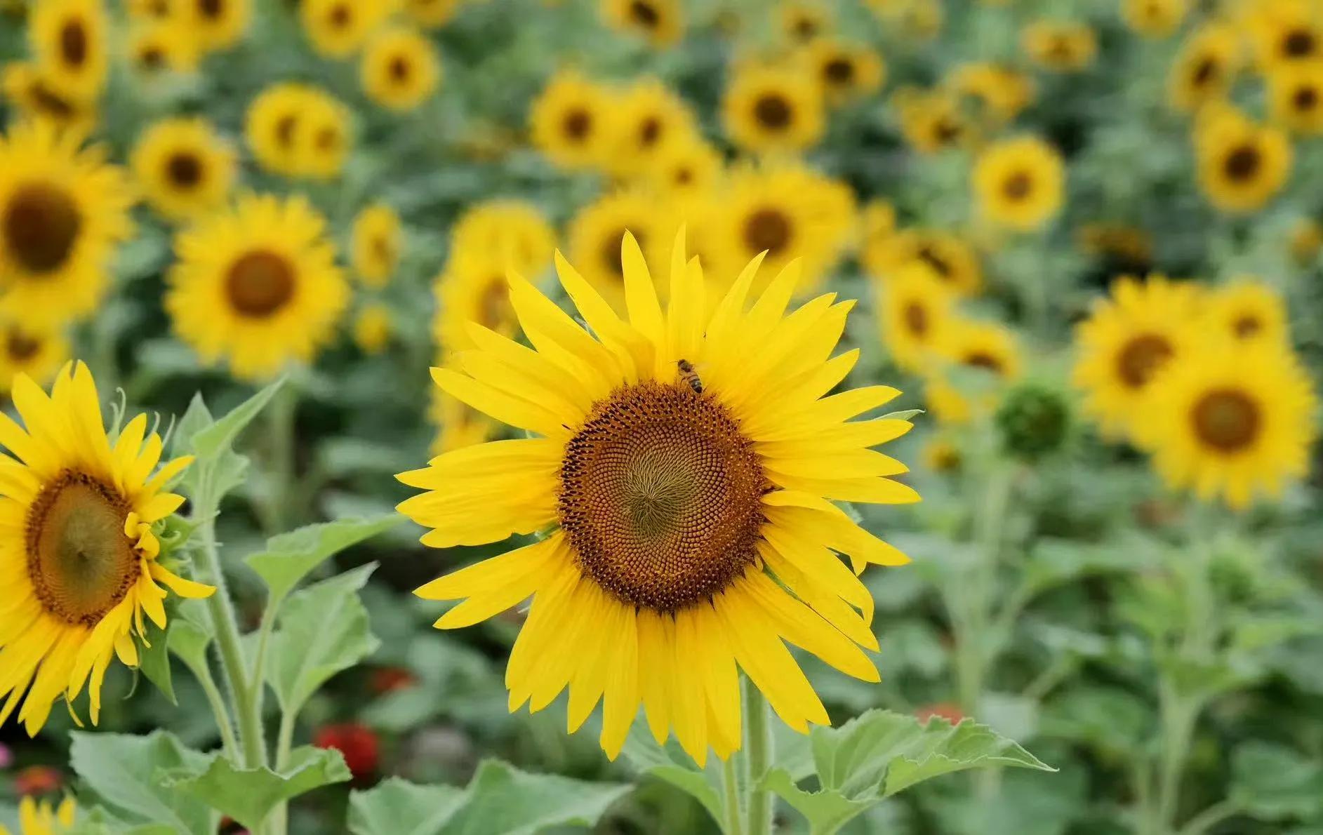 向日葵向阳而生阳光明媚,生如夏花向日葵