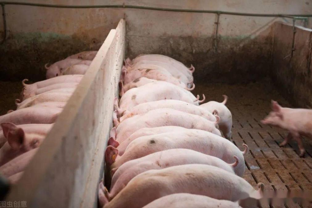 加盟养猪场多少钱,加盟合作养猪场