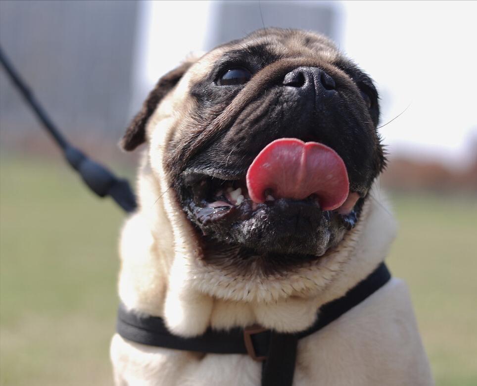 新手养狗适合养哪种小型犬,新手养狗适合养的小型犬