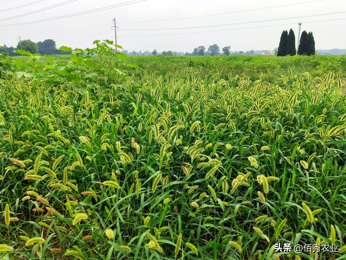 草甘膦除草剂价格走势图最新消息,草甘膦除草剂价格涨了吗