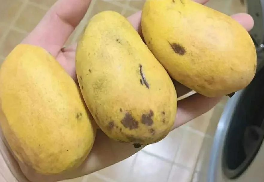 吃的芒果核能种出芒果树来吗,芒果核如何种出芒果树