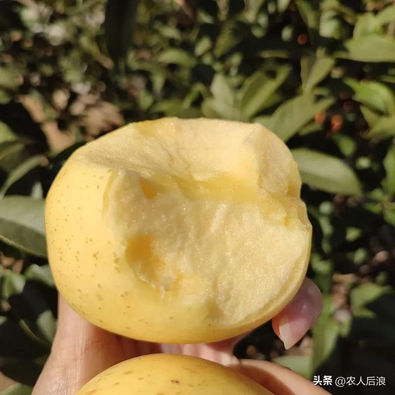 一斤卖16元，果农苦不堪言又趋之若鹜，维纳斯黄金苹果有啥吸引力