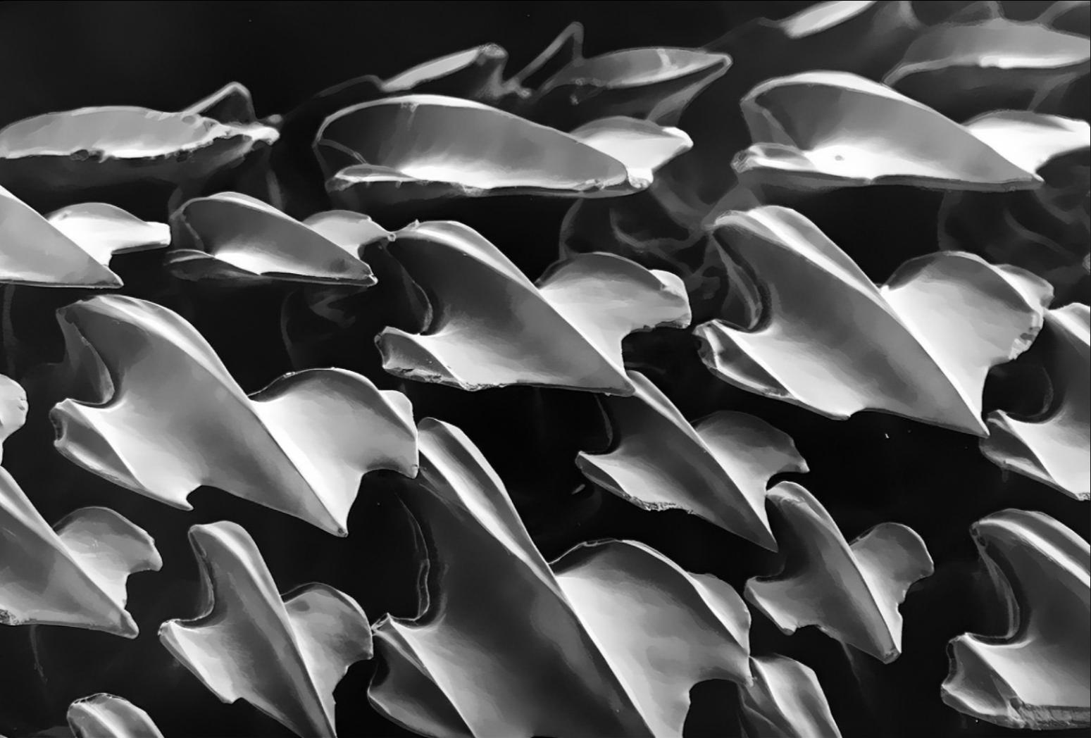 12张让人惊叹的动物的照片,眼界大开30张活久见的动物图