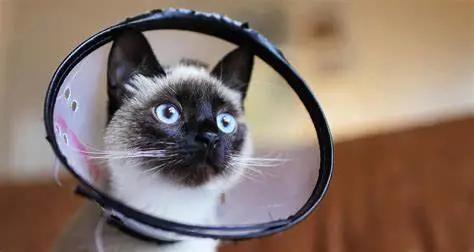 犬猫长了小疙瘩，这是不是肿瘤？