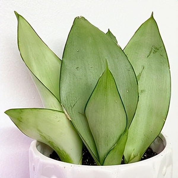 102个大类近500个多肉植物图片，都极其美丽，建议在家中也养一盆