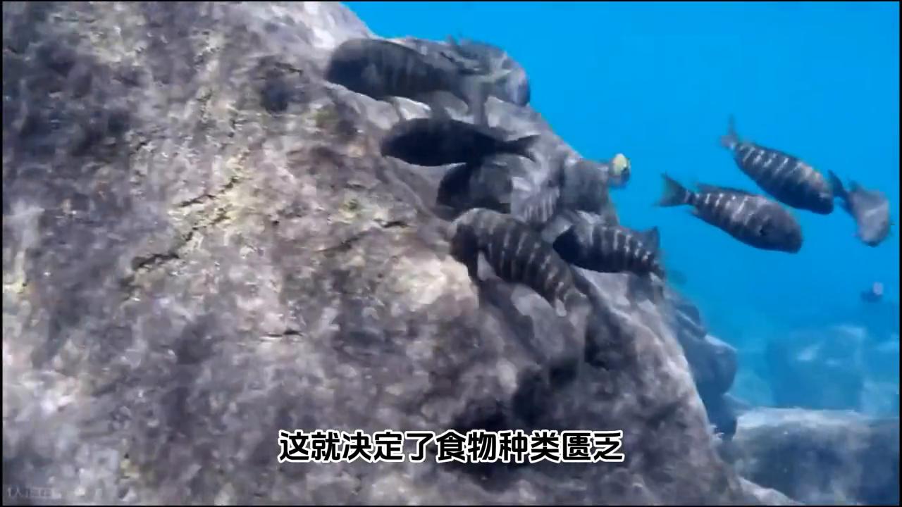 三湖慈鲷喂什么牌子的饲料最好,三湖慈鲷鱼粮怎么选