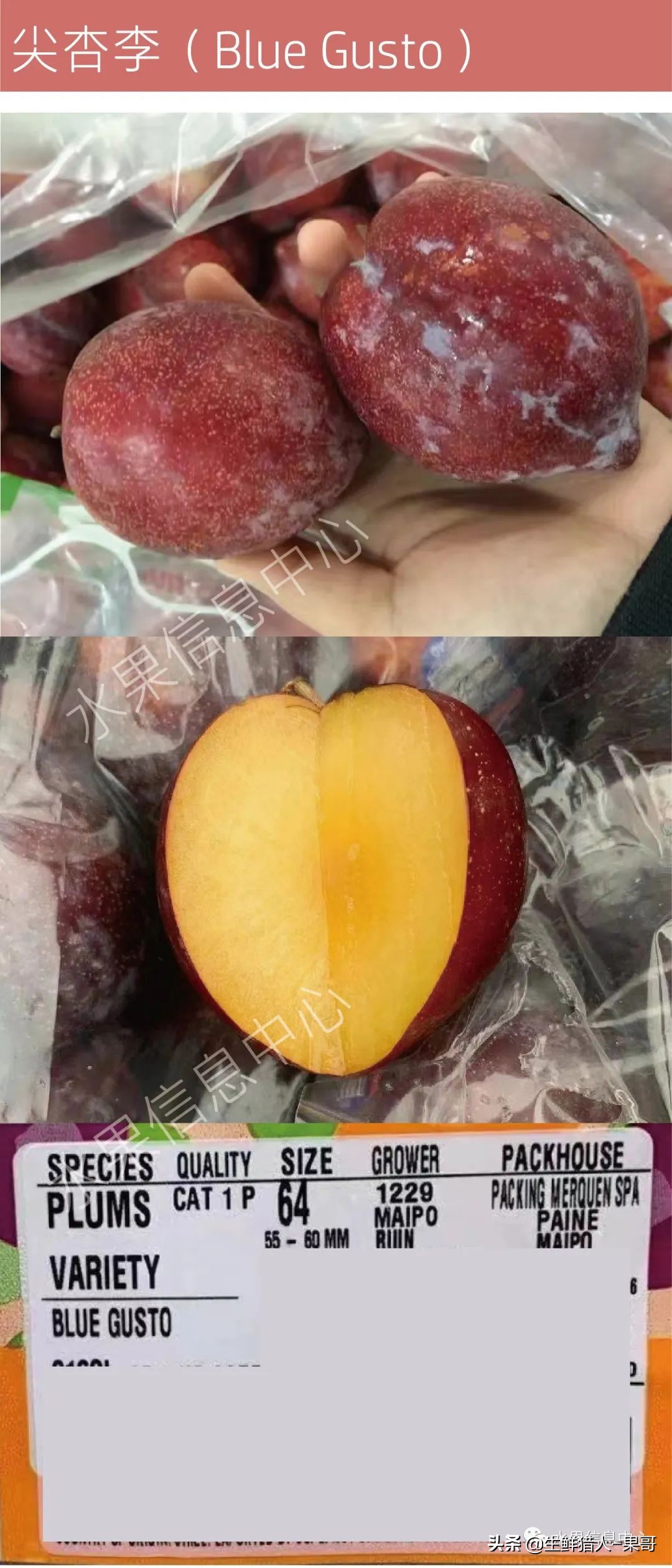 珠宝李与太阳李的区别,樱桃李和珠宝李的区别