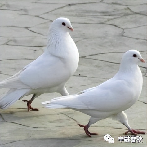 「散文」李芳｜鸽子——和平的象征