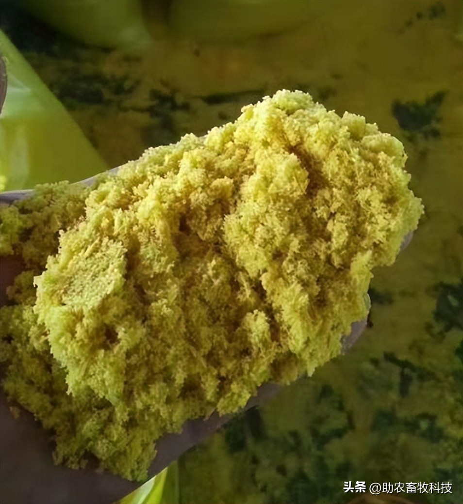 发酵玉米粉喂鸡有什么好处,发酵玉米蛋白质含量