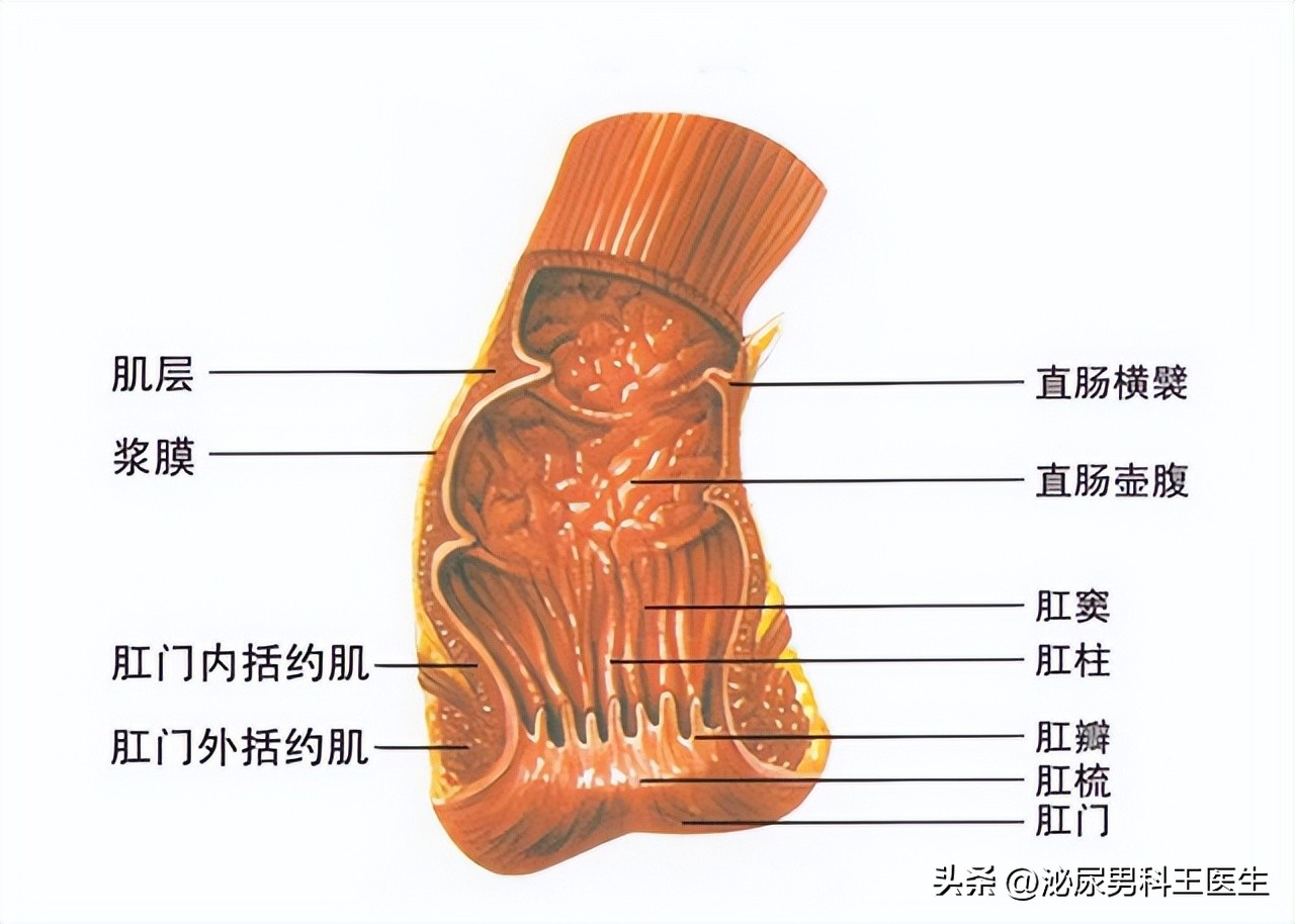 你有“洗肛门”的习惯吗，有什么好处？别害羞，文章一次性讲清楚
