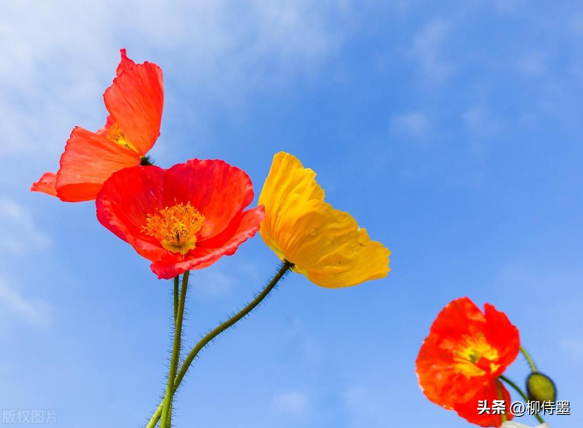 手机拍摄花朵的摄影技巧,拍照技术技巧花朵
