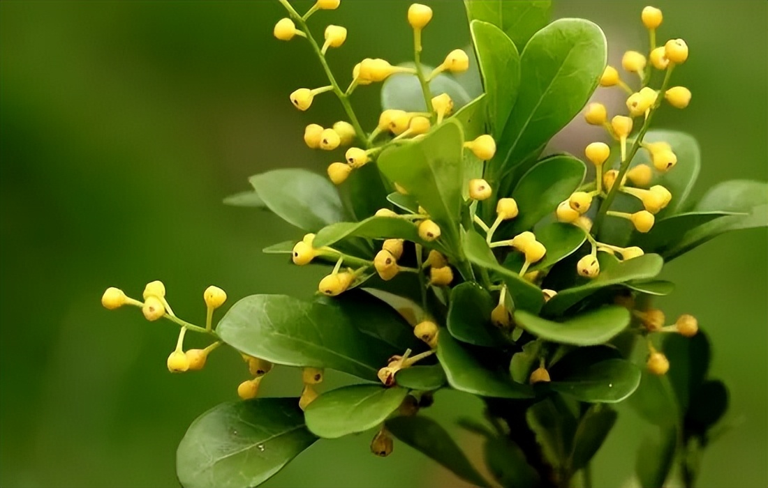 米兰花怎么养才愿意开花多一些,米兰花怎么养叶子才会油绿有光泽