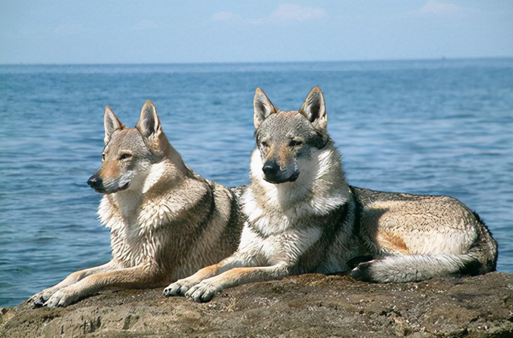 全球最贵的宠物犬是什么,目前世界上最贵的犬种