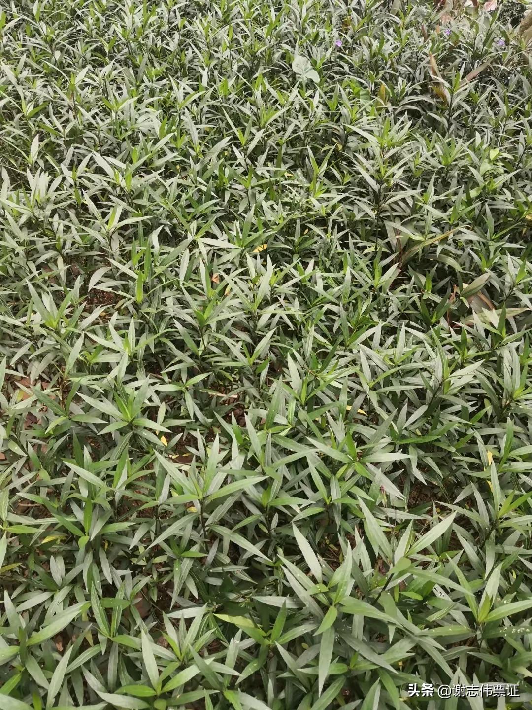 海南风情区,海南风情