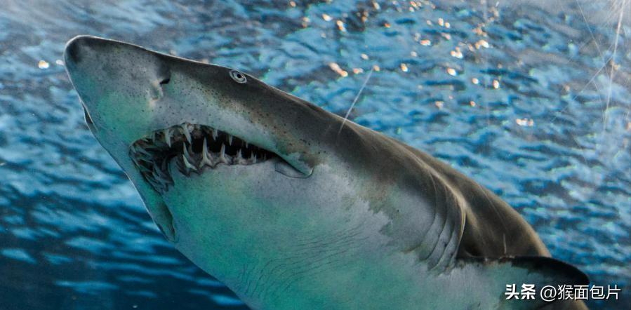 亚马逊雨林生存100天,亚马逊雨林生存楚河
