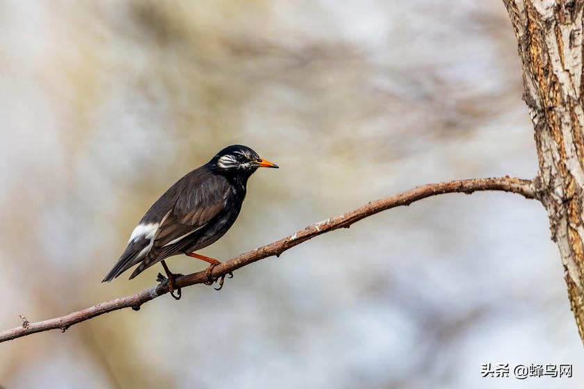 佳能rf800mmf5.6评测,佳能rf800mm二代