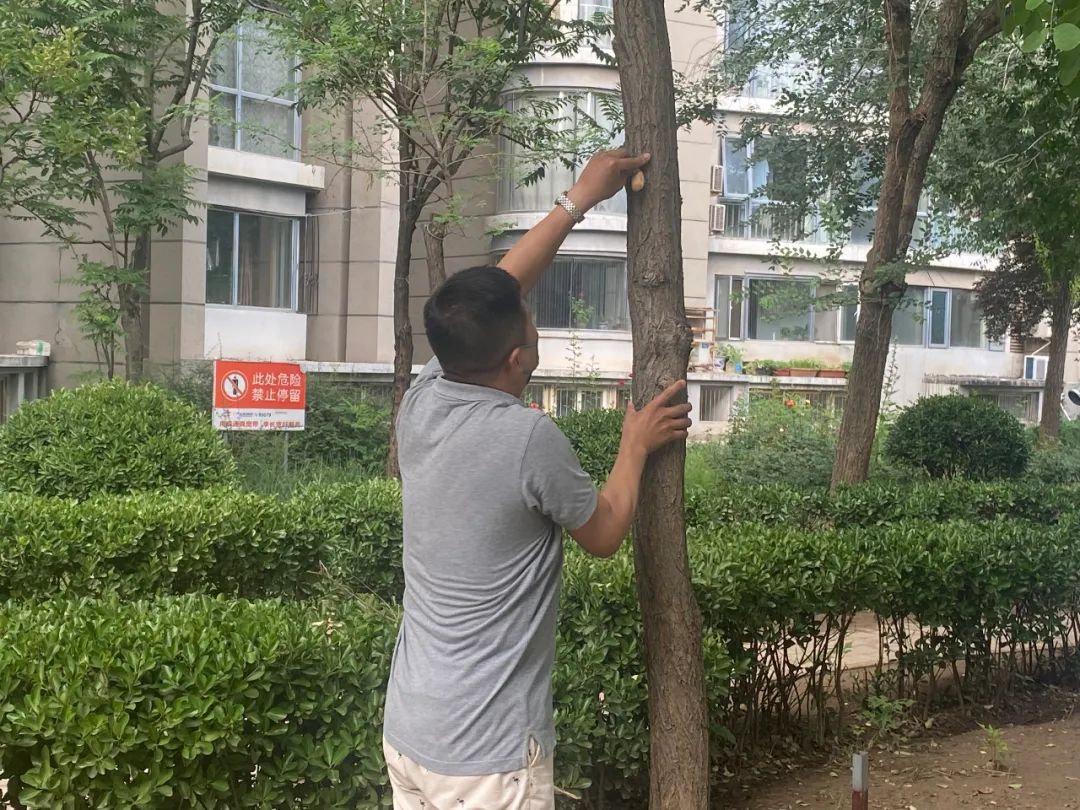 白蛾周氏啮小蜂,美国白蛾天敌是什么蜂