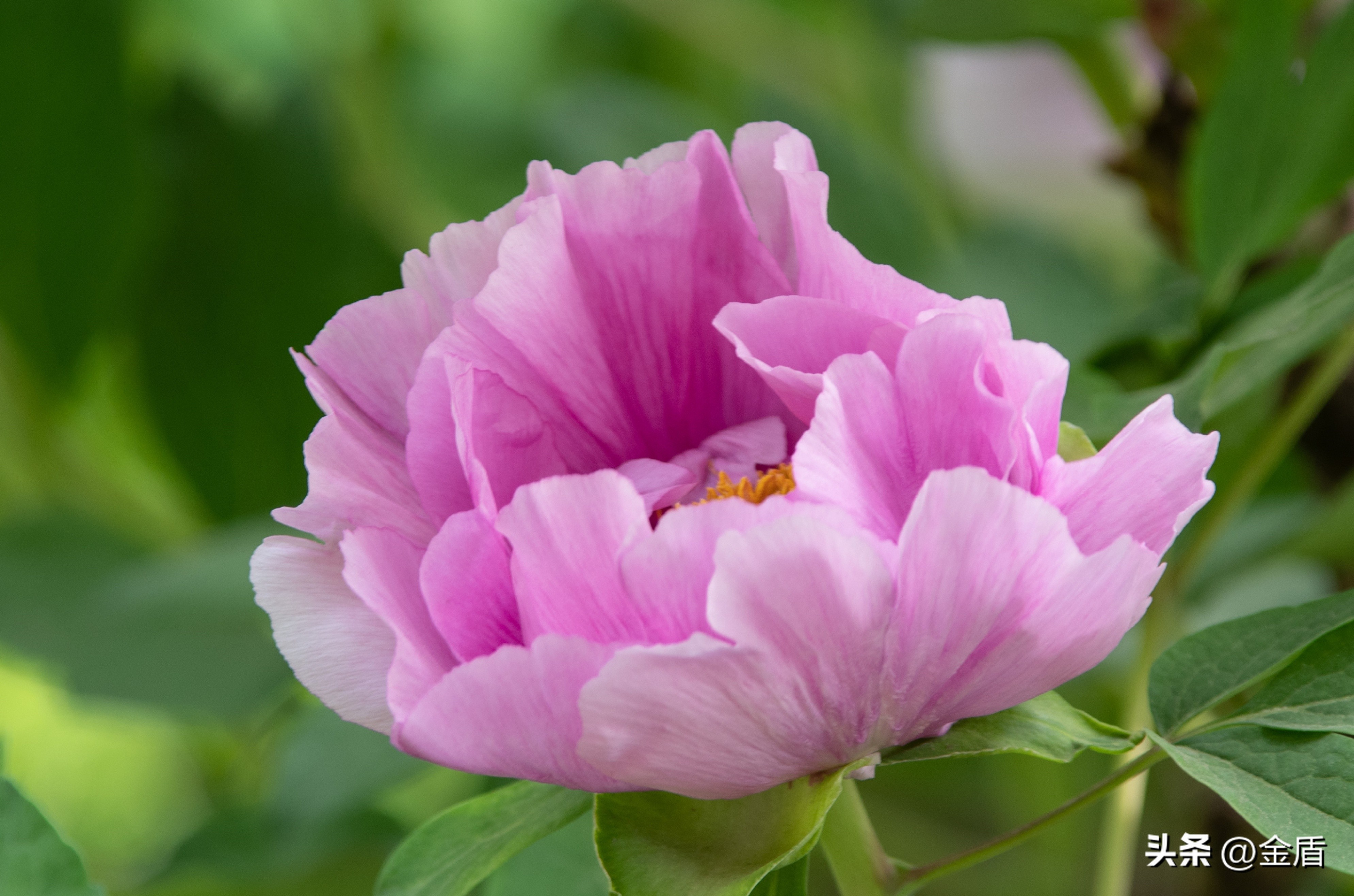 牡丹放在人面前人们会说雍容华贵,雍容华贵的国之牡丹惊艳了世界