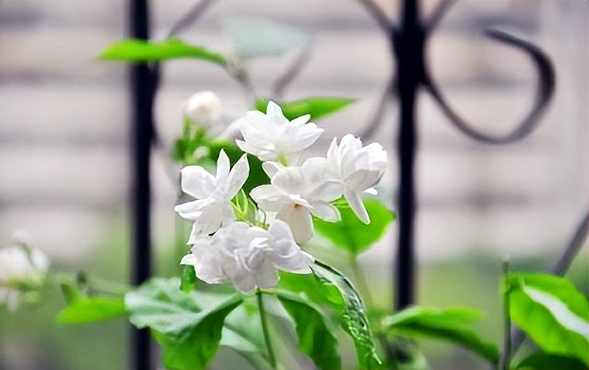 茉莉花著名诗句,茉莉花的诗句和名句