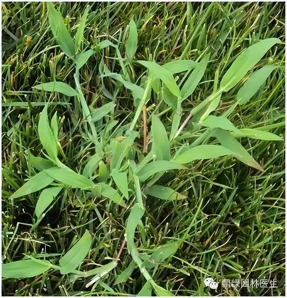 草坪杂草的防除方法,草坪杂草的物理防除