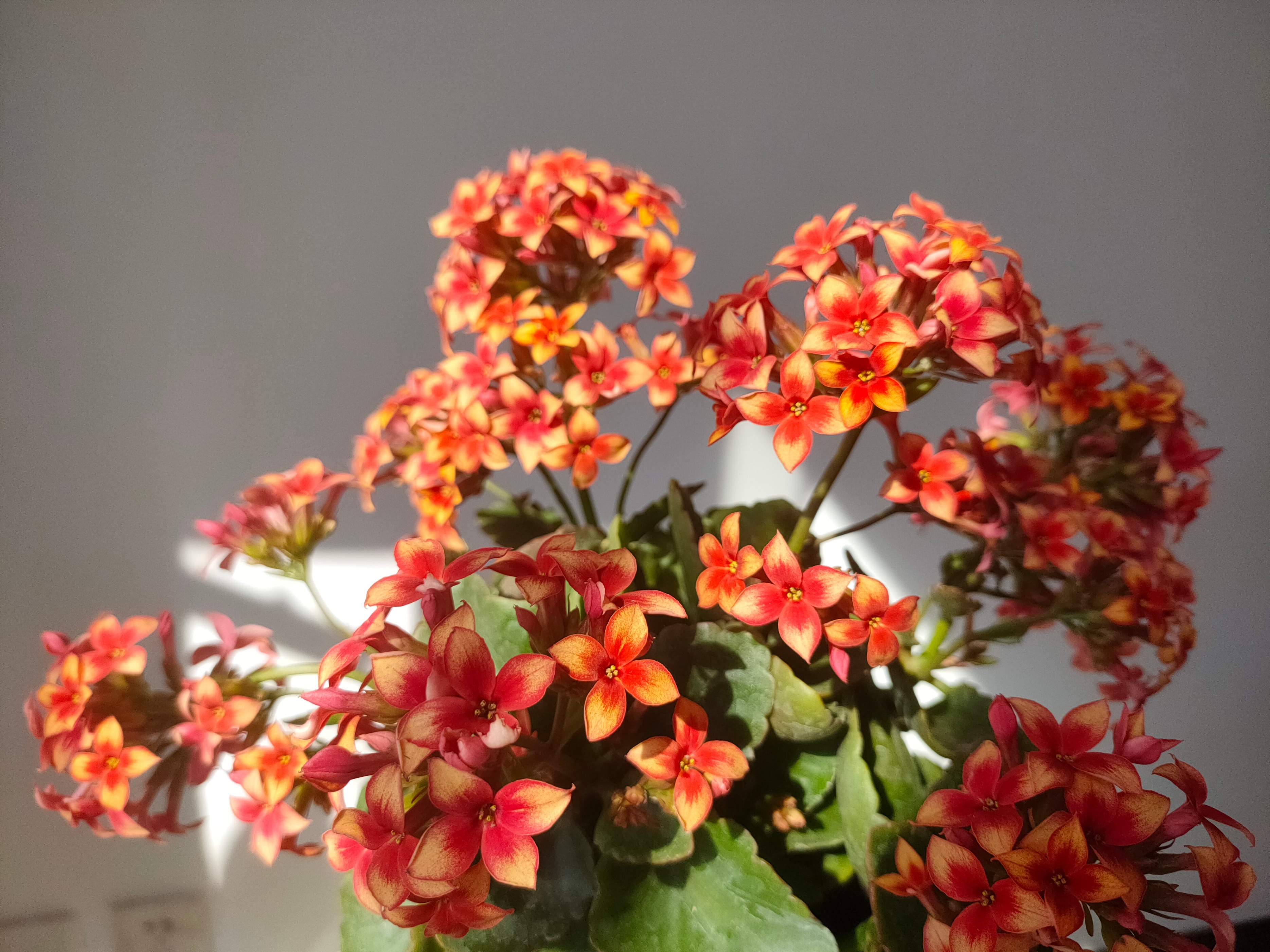 2-3月开花的花卉,3月底种花