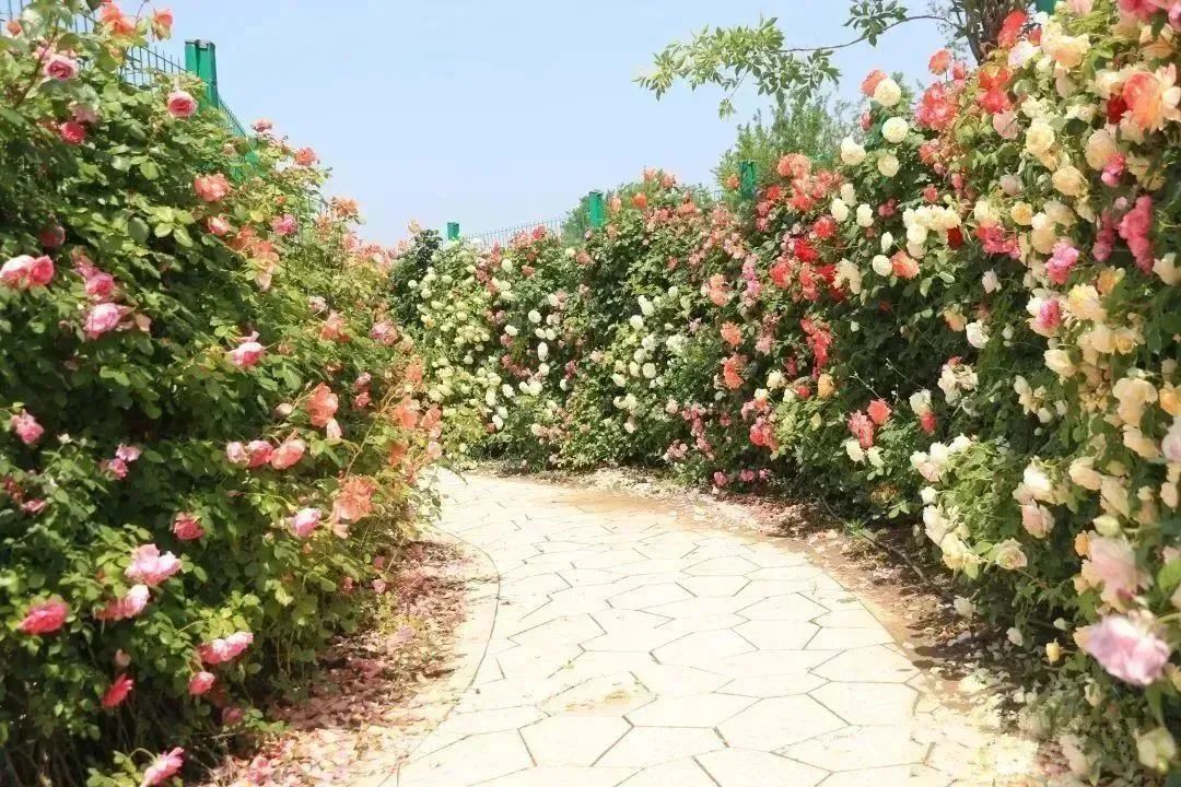 月季花开娇艳无比,月季花开得正烂漫