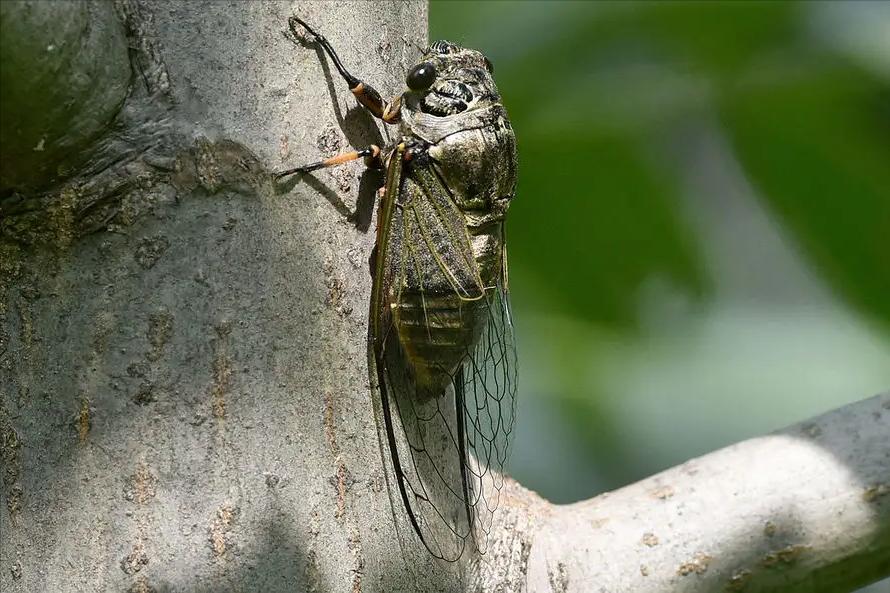 在美国知了猴泛滥,中国人在美国吃知了猴