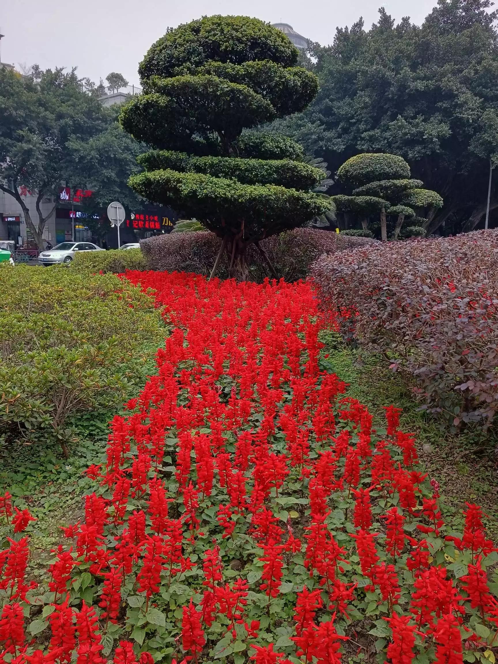 认识各种花卉名称,认识各种花的名字
