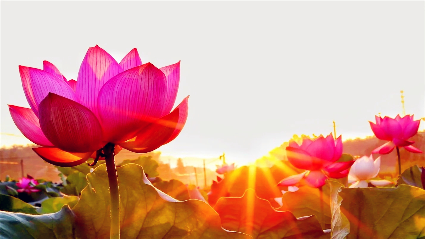 一壶雅茶迎元旦,一壶雅茶逆水寒