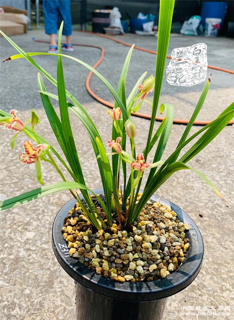 80鍚庡皬浼欏吇鍏扮殑骞冲焊鐢熸椿,90鍚庡吇鍏颁汉鎴愬姛妗堜緥