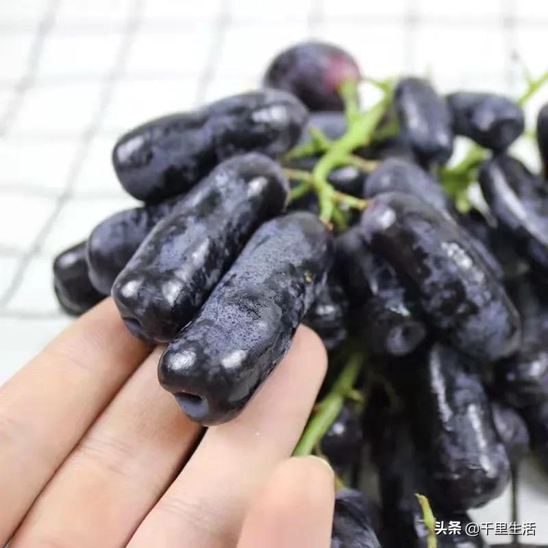 金手指葡萄提子,金手指蓝宝石葡萄无籽提子