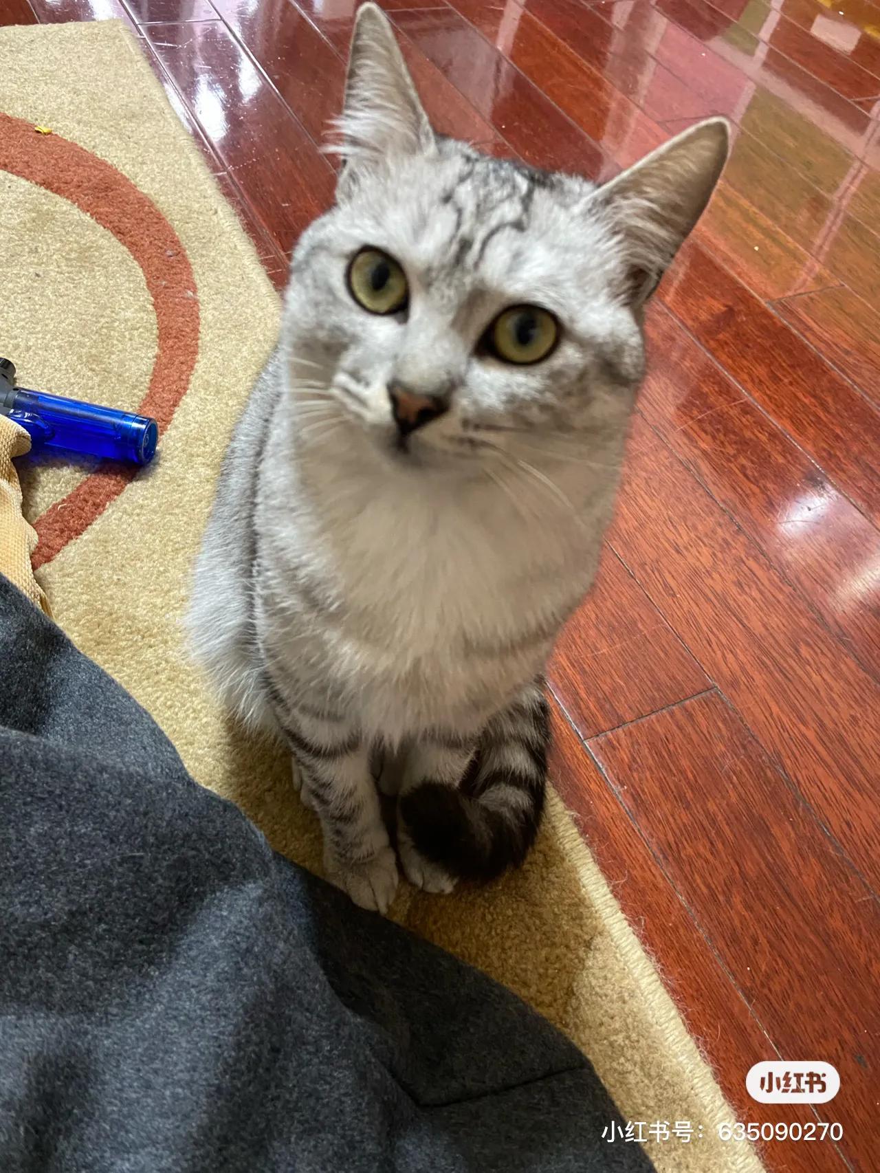 猫膀胱结石中医,治猫咪尿结石中药