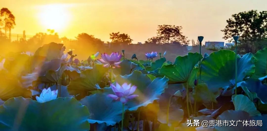 千年荷城贵港,一城夏天歌曲原唱