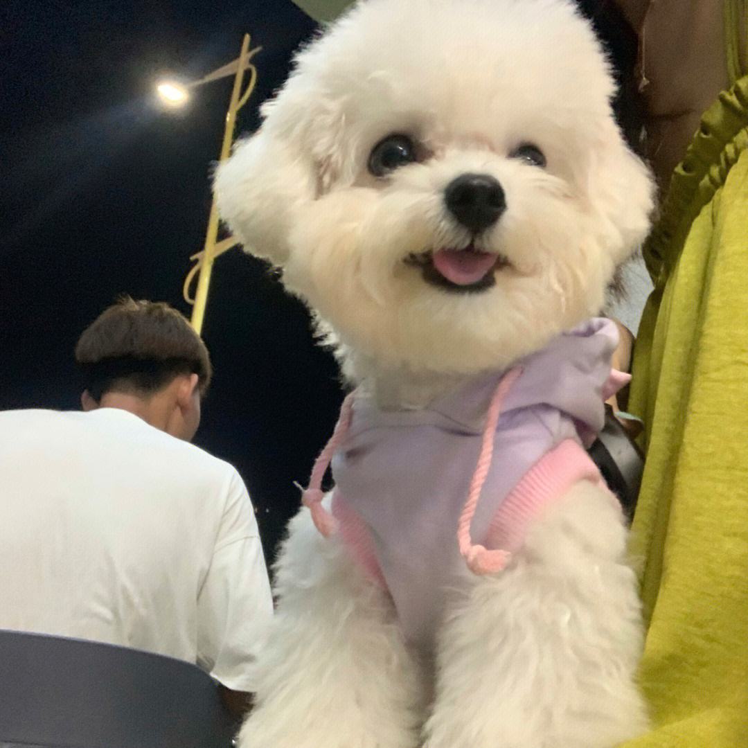 比熊的5种坏性格你家是哪种,比熊什么表现说明认定你主人了