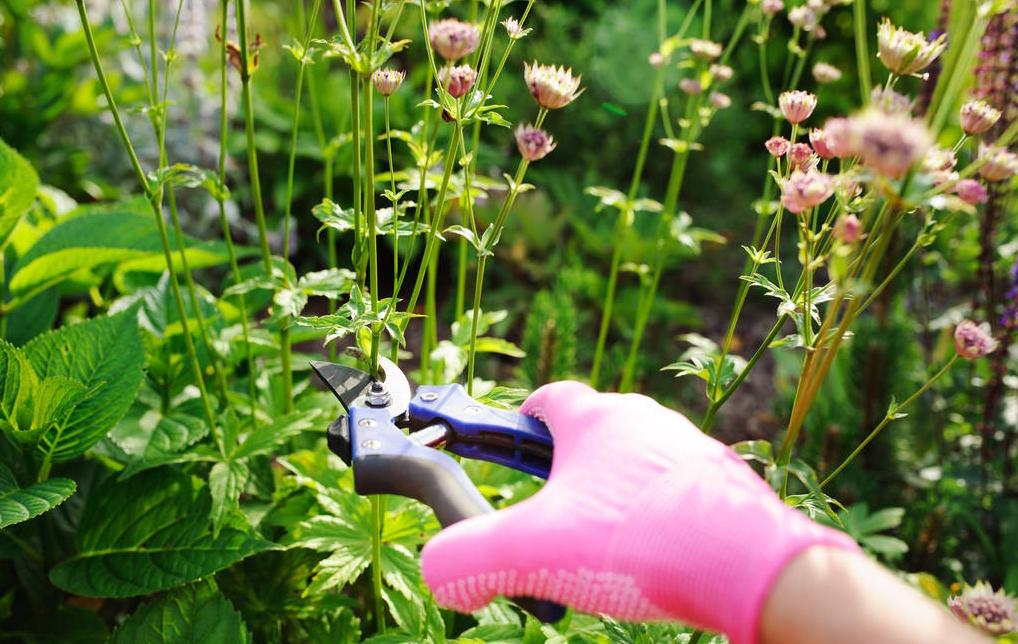 春季万物复苏，冬季“快死”的5种植物这样剪一刀，就能重新生长