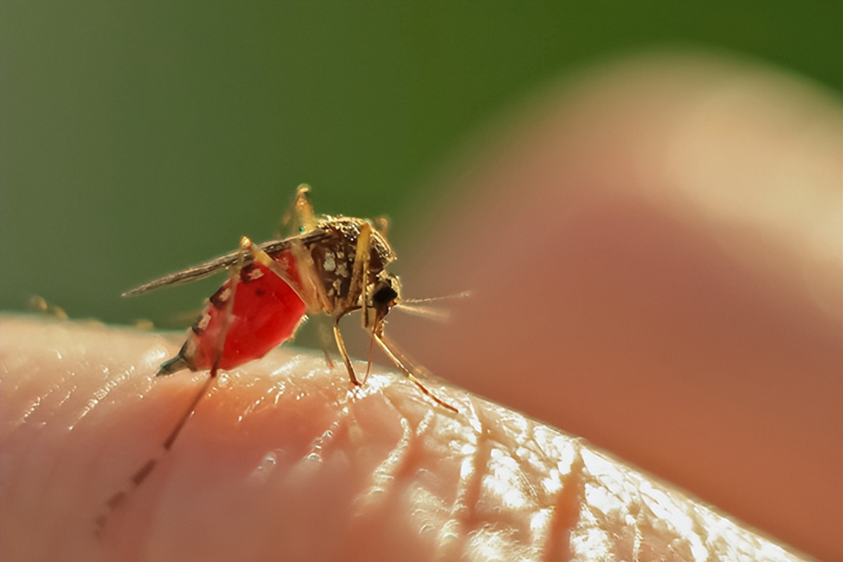 蚊子太多灭蚊子最有效的方法,灭蚊子的小妙招一个夏天没蚊子