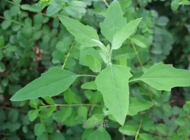 这些野菜你们都认识哪几种,看看这些野菜你真的认识吗