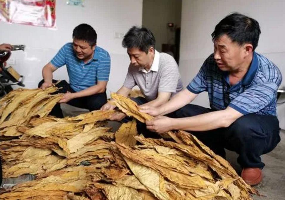 中国烟草最认可的大学,中国烟草最认可的六所大学