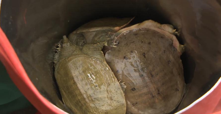 石家庄哪有甲鱼养殖基地,璧山区生态甲鱼养殖