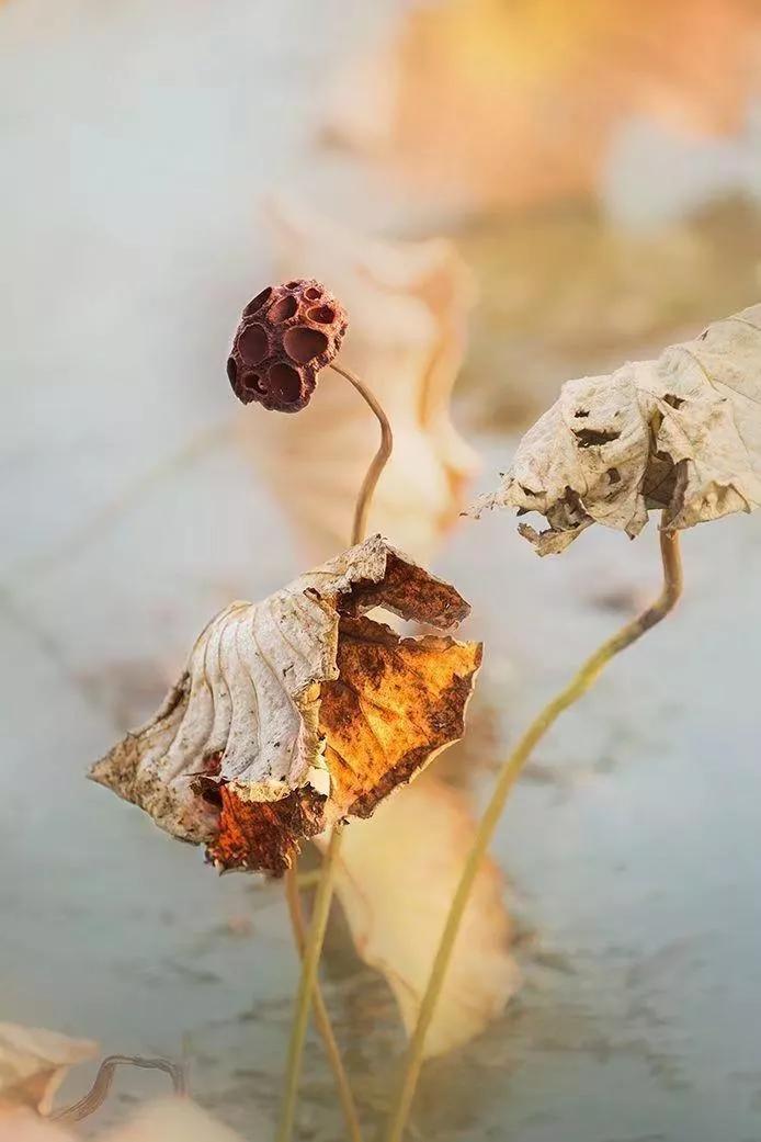 有种情感叫五味杂陈,心里五味杂陈的情感文案