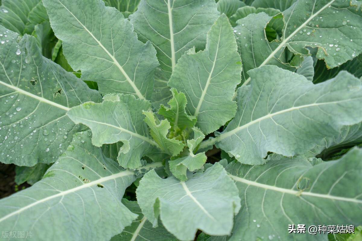 花椰菜怎么授粉,花椰菜病虫害图谱大全