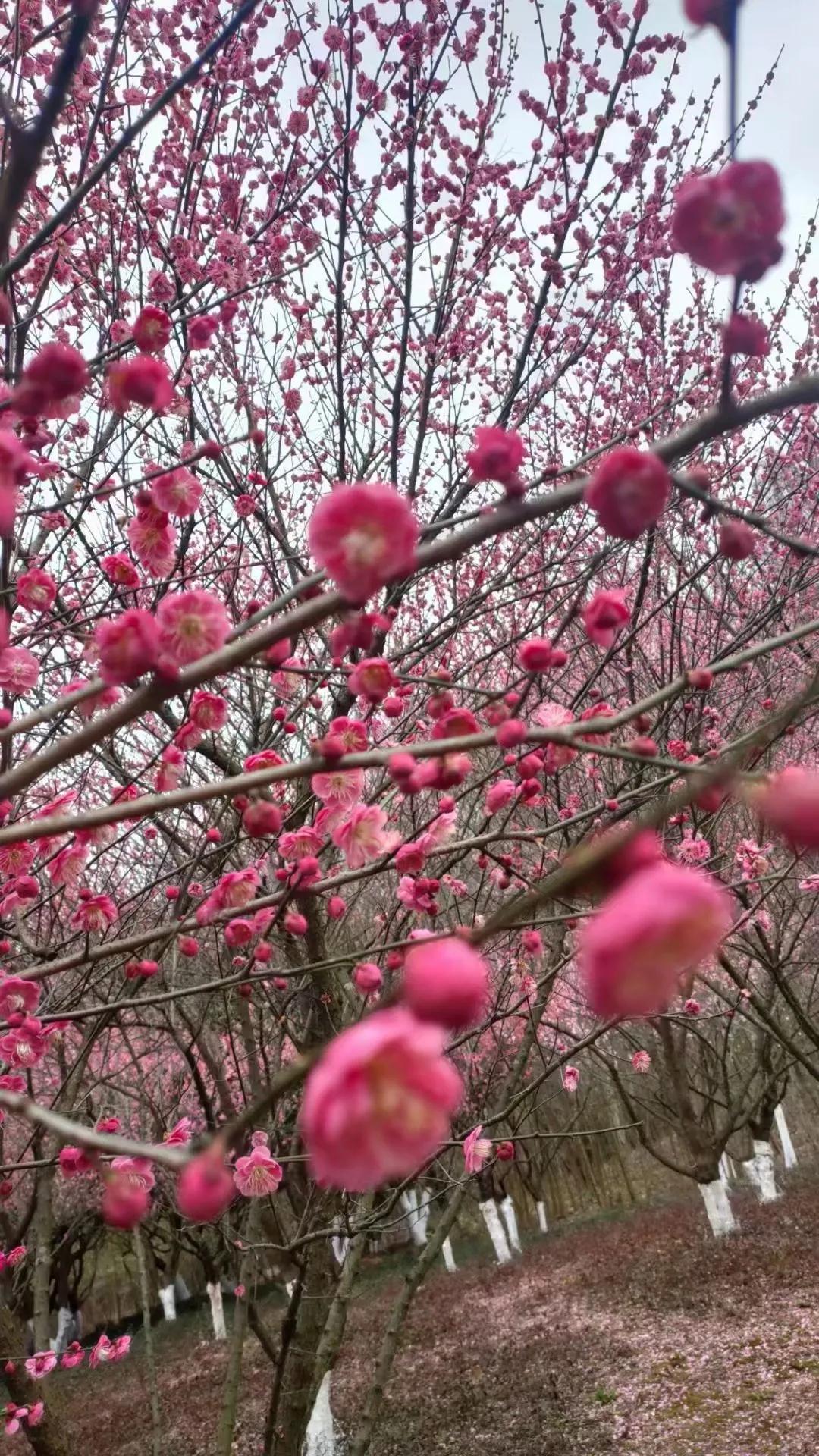 古筝独特魅力视频,古筝和琵琶哪个更有魅力