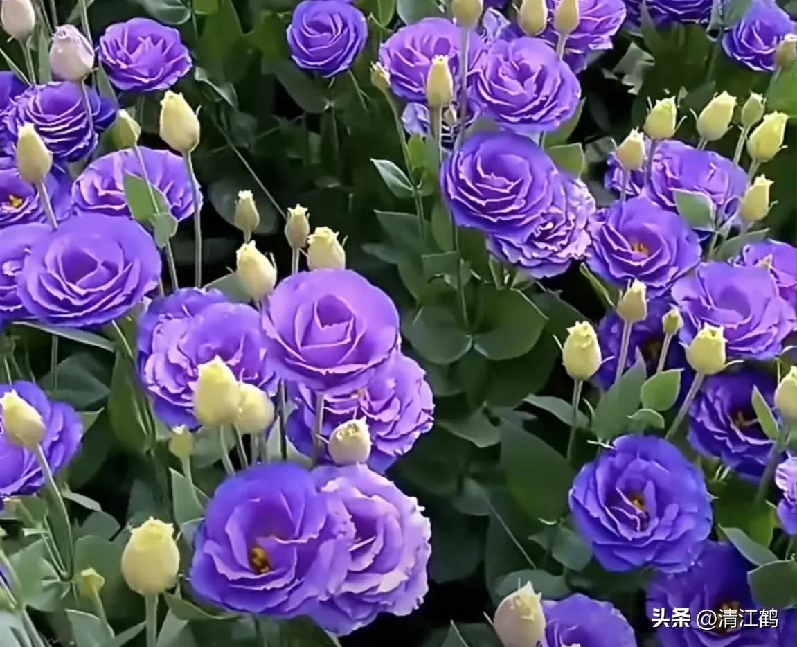 常用植物生长调节剂正确使用方法,植物调节剂喷后几个小时见效果