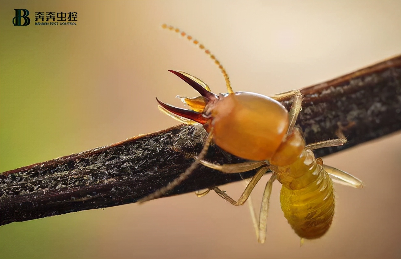 深圳装修需要防白蚁吗,装修防白蚁最简单的方法