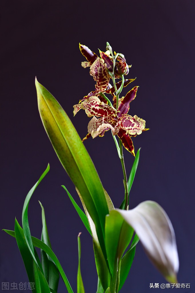 赞美花中四君子的古诗有哪些,赞美花中四君子的诗句