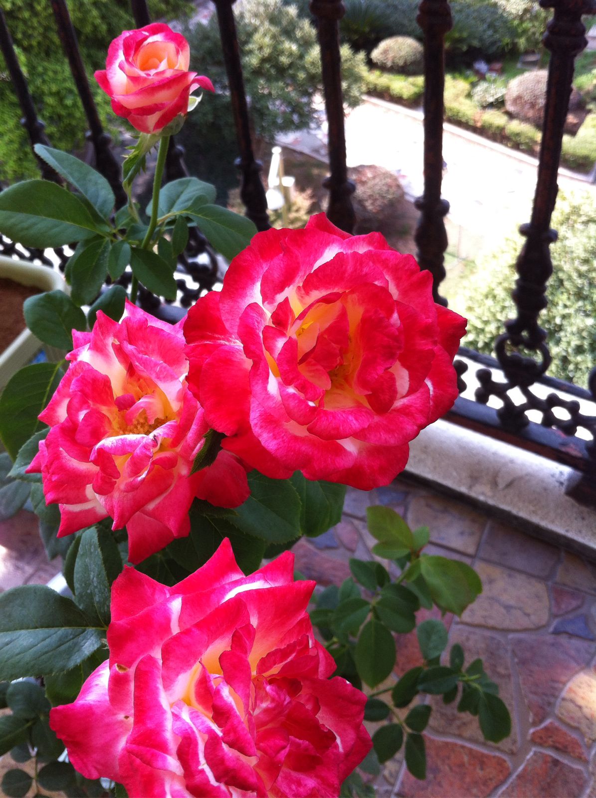 喜欢月季的好处,喜欢养花就要懂得赏花