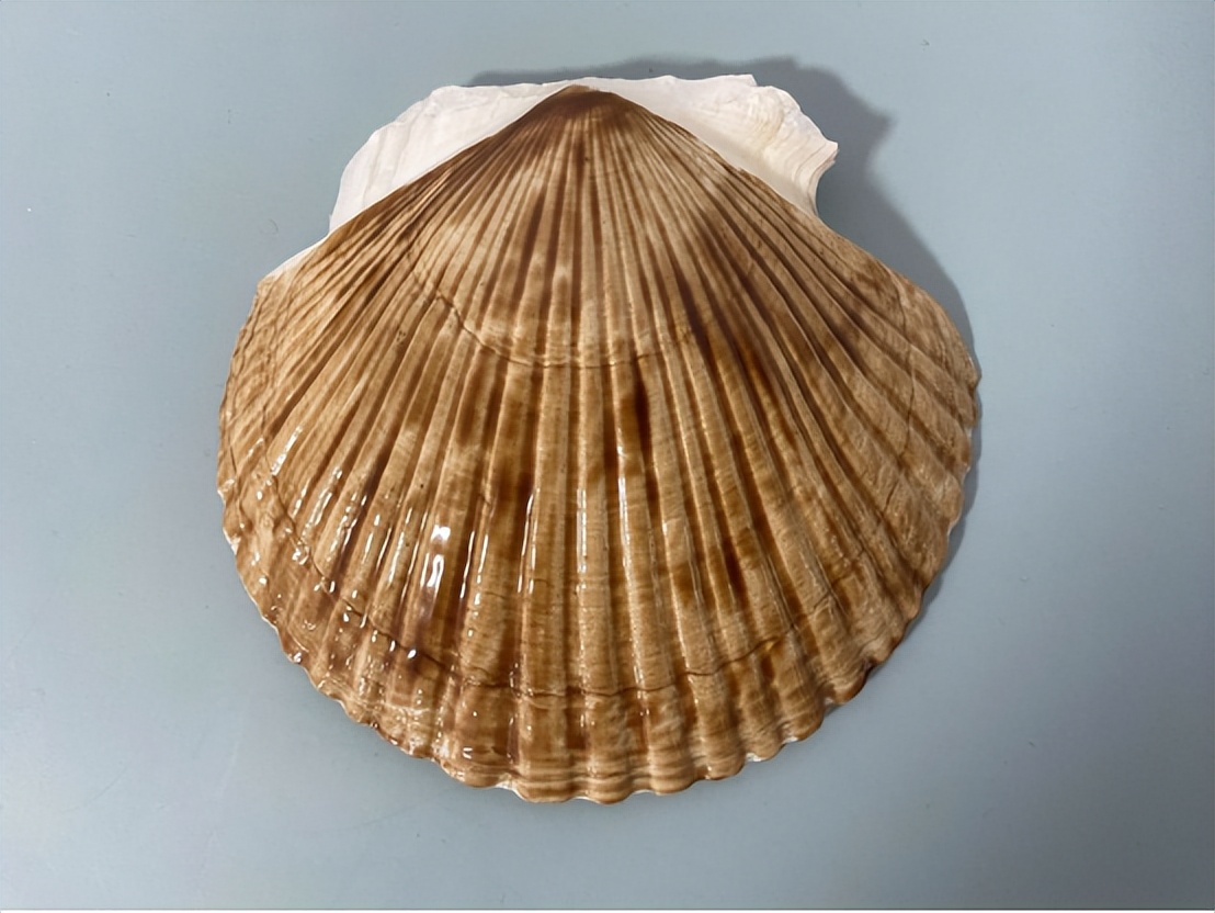 测评飞利浦电动儿童牙刷,儿童电动牙刷推荐5-12岁飞利浦